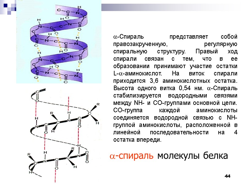 44 a-спираль молекулы белка -Спираль  представляет собой правозакрученную, регулярную спиральную структуру. Правый ход